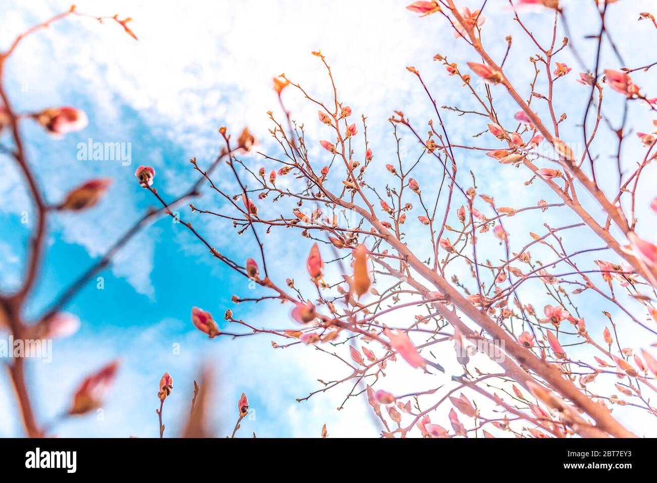 Ramo di albero con fiori di magnolia. Magnolia fiore germoglio in primavera. L'inizio della fioritura della magnolia. Albero di Magnolia in primavera Foto Stock