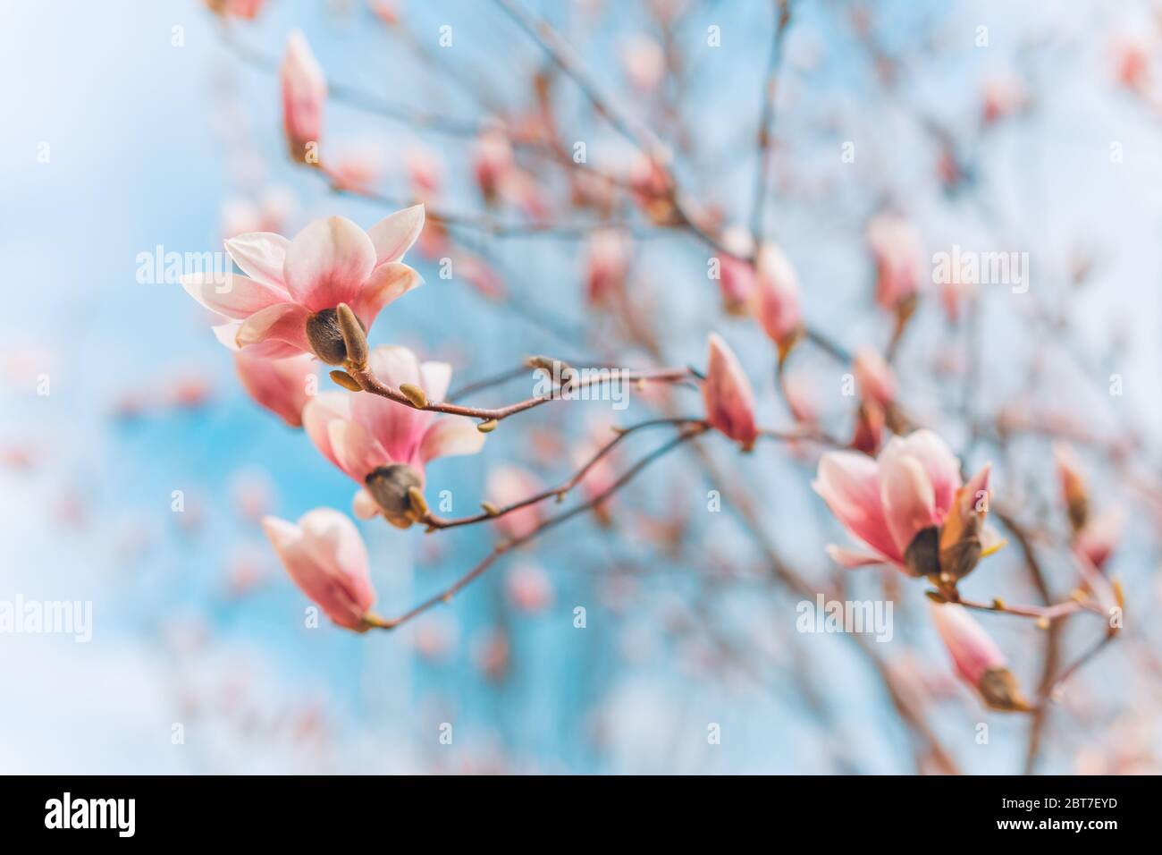 Ramo di albero con fiori di magnolia. Magnolia fiore germoglio in primavera. L'inizio della fioritura della magnolia. Albero di Magnolia in primavera Foto Stock