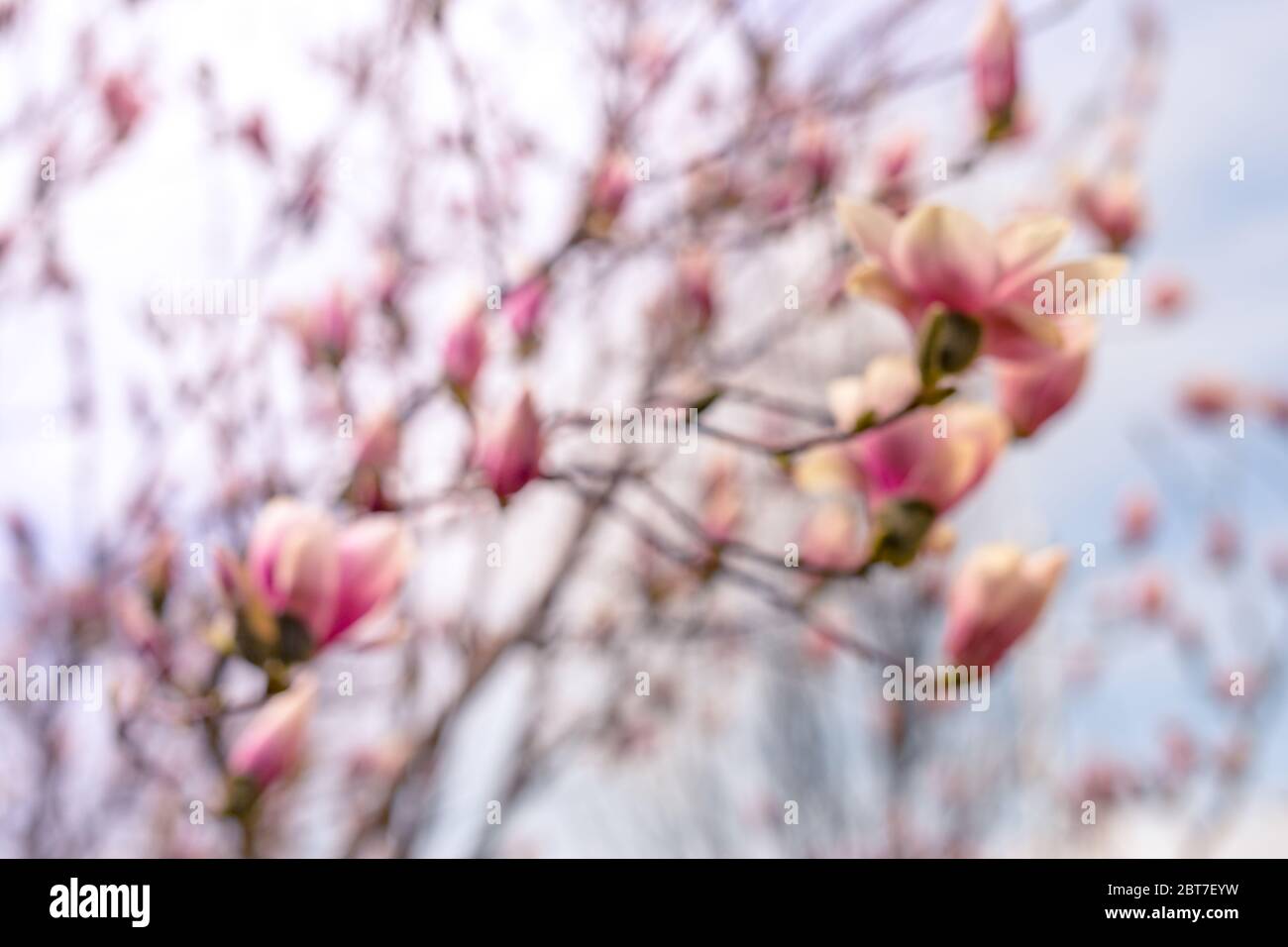 Ramo di albero con fiori di magnolia. Magnolia fiore germoglio in primavera. L'inizio della fioritura della magnolia. Albero di Magnolia in primavera Foto Stock