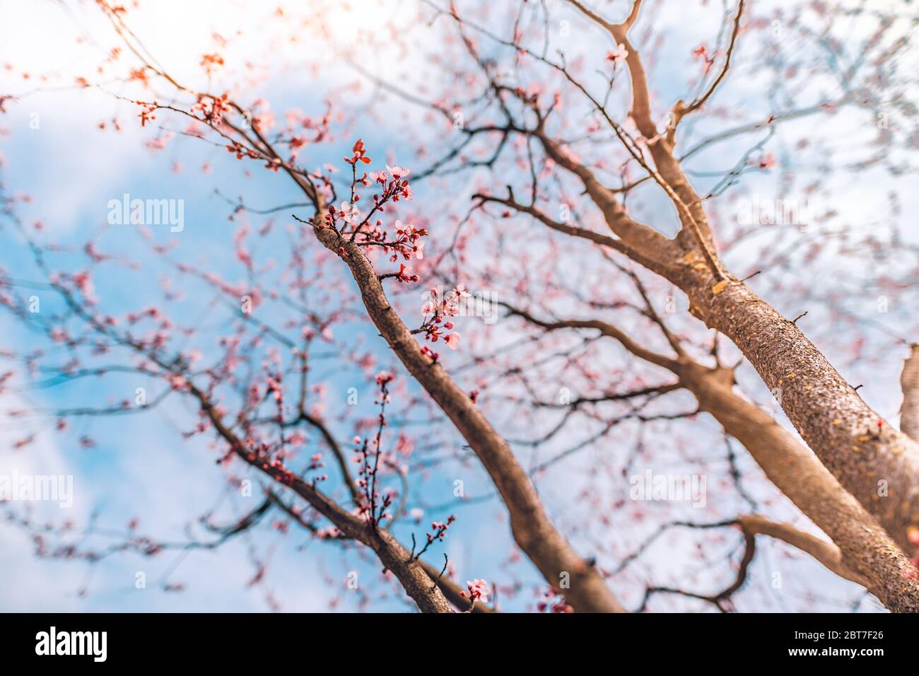 Fiori di ciliegio rosa primo piano su albero primaverile, rami con sfondo cielo di bur. Natura della primavera sfocata Foto Stock