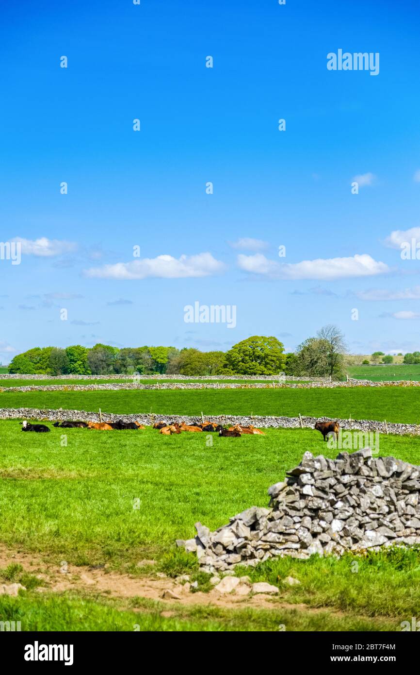 Mucche in pascolo nella parrocchia di Green Fairfield vicino a Buxton, Derbyshire. Parco nazionale del Peak District Foto Stock