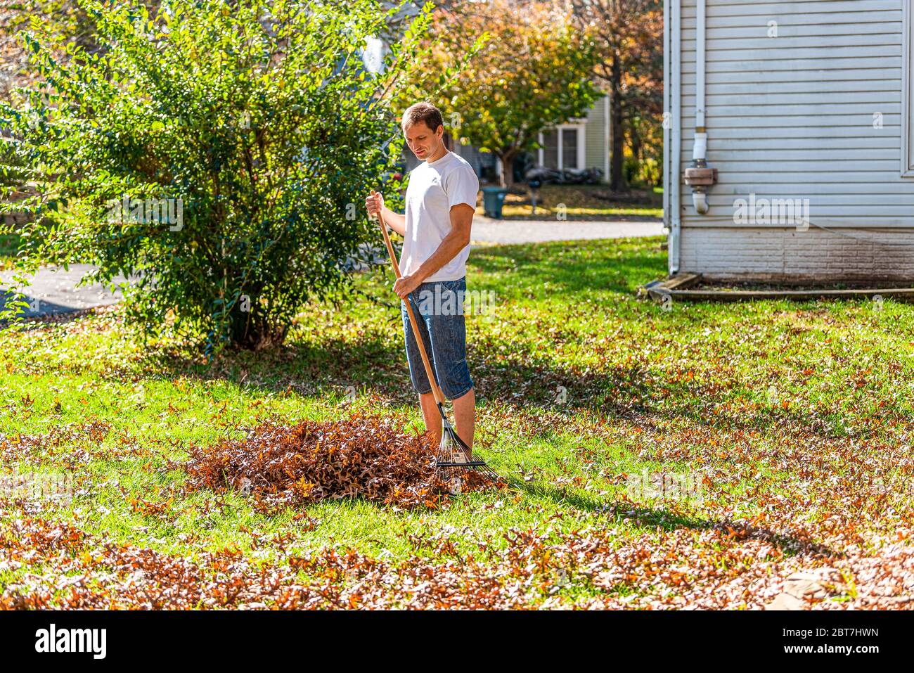 Persona proprietario di abitazione uomo in giardino cortile cortile rastrellare autunno foglie di quercia asciutto palo con rastrello in autunno sole sole da casa Foto Stock