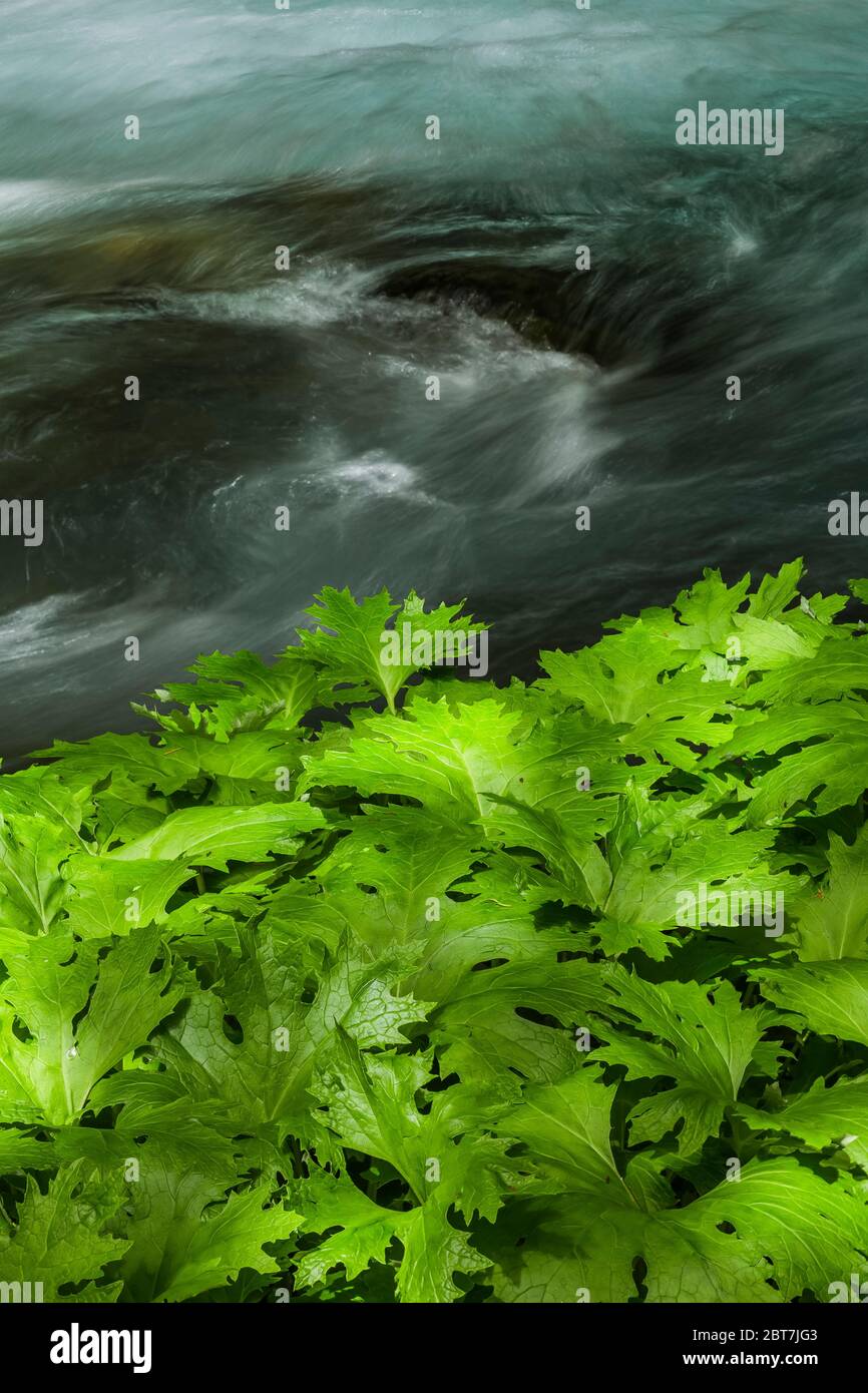 Arctic Sweet Coltsfoot, Petasites frigidus, lungo Royal Creek all'intersezione del Upper Dungeness Trail e Royal Basin Trail nella nazione olimpica Foto Stock