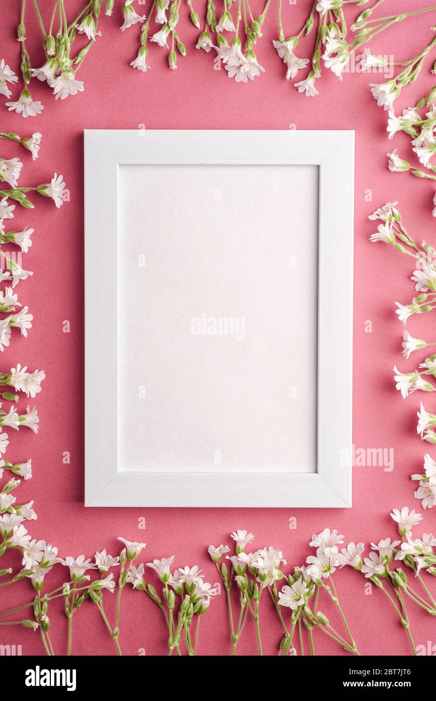 Bianco mockup cornice foto vuota con mouse-orecchio fiori di ceci su sfondo rosa viola, vista dall'alto spazio copia Foto Stock