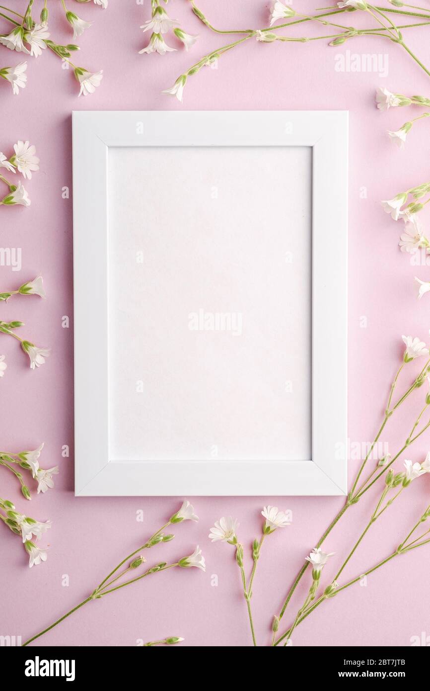 Bianco mockup cornice foto vuota con mouse-orecchio fiori di ceci su sfondo rosa, vista dall'alto spazio copia Foto Stock