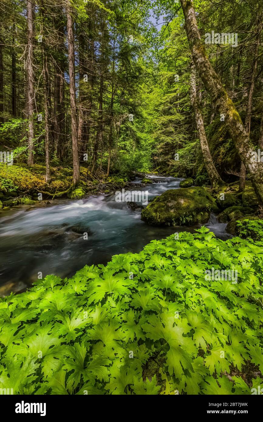 Arctic Sweet Coltsfoot, Petasites frigidus, lungo Royal Creek all'intersezione del Upper Dungeness Trail e Royal Basin Trail nella nazione olimpica Foto Stock