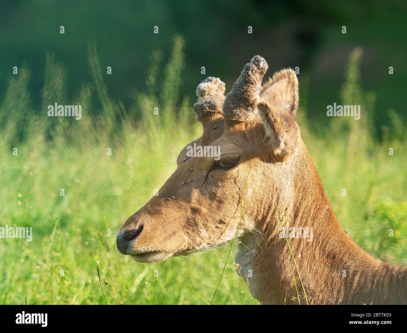ritratto di un giovane cervo da fieno maschile in erba , con piccole formiche che si fanno infastidire dalle mosche sulla museruola Foto Stock
