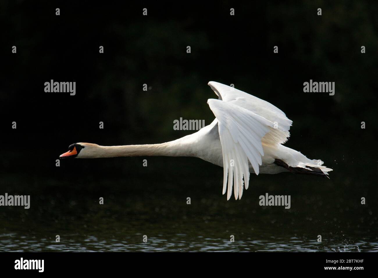 Cigno reale Foto Stock