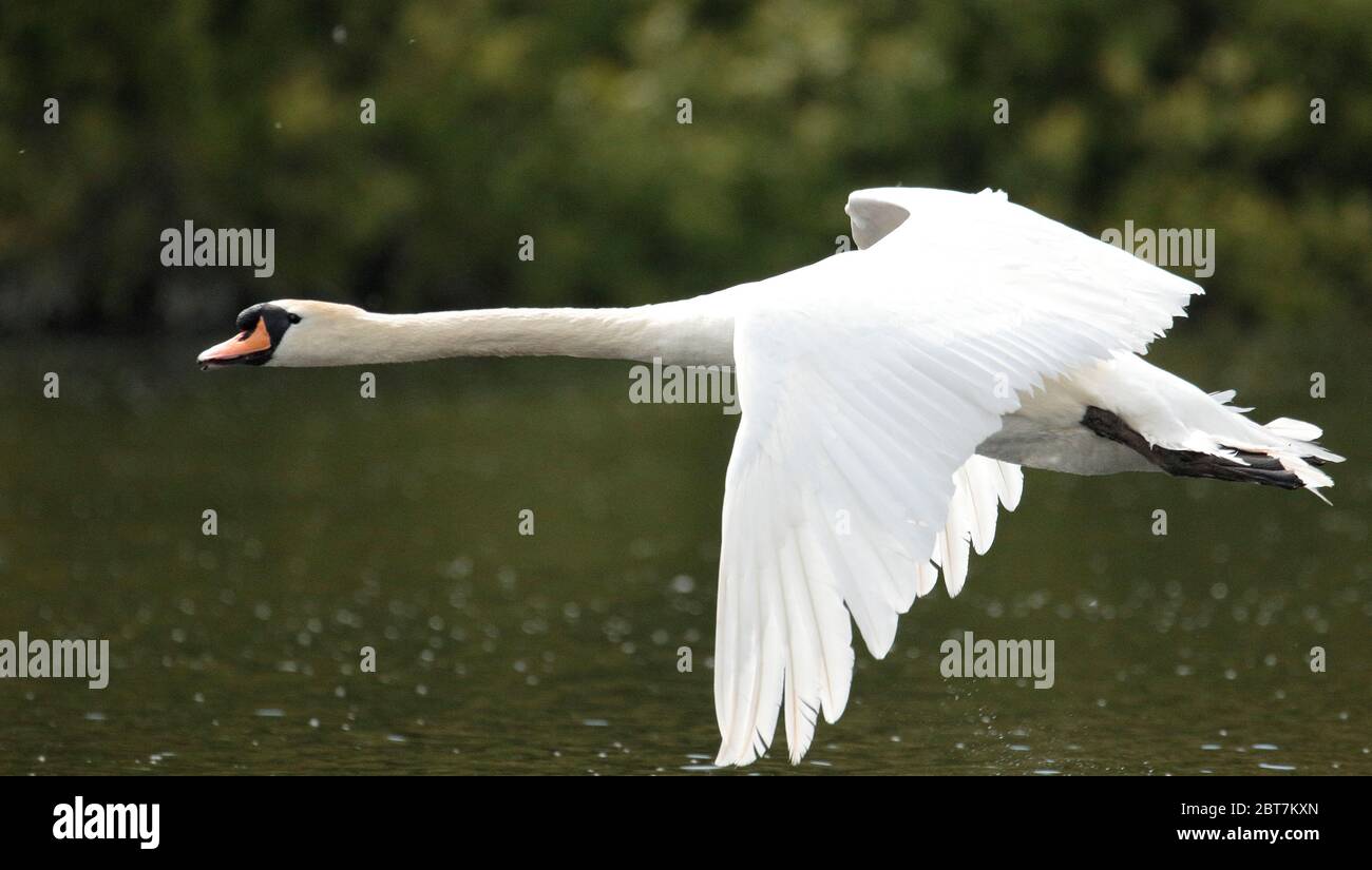 Cigno reale Foto Stock