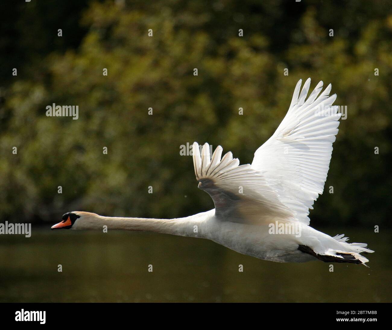Cigno reale Foto Stock