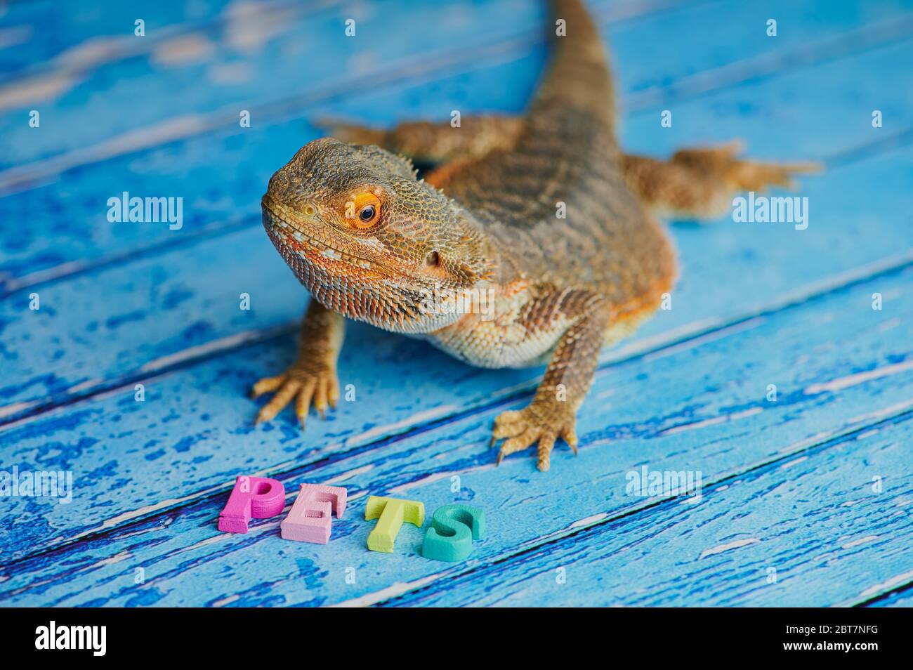 Il drago con portamento maschile è seduto su uno sfondo di legno blu con la parola ANIMALI DAVANTI a lui, posato con lettere di legno colorato, concentrarsi sulla testa animale Foto Stock
