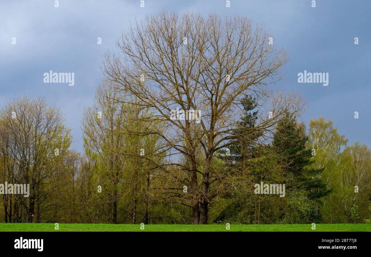 Biforcato solo albero senza foglie al bordo della foresta in primavera. Foto Stock