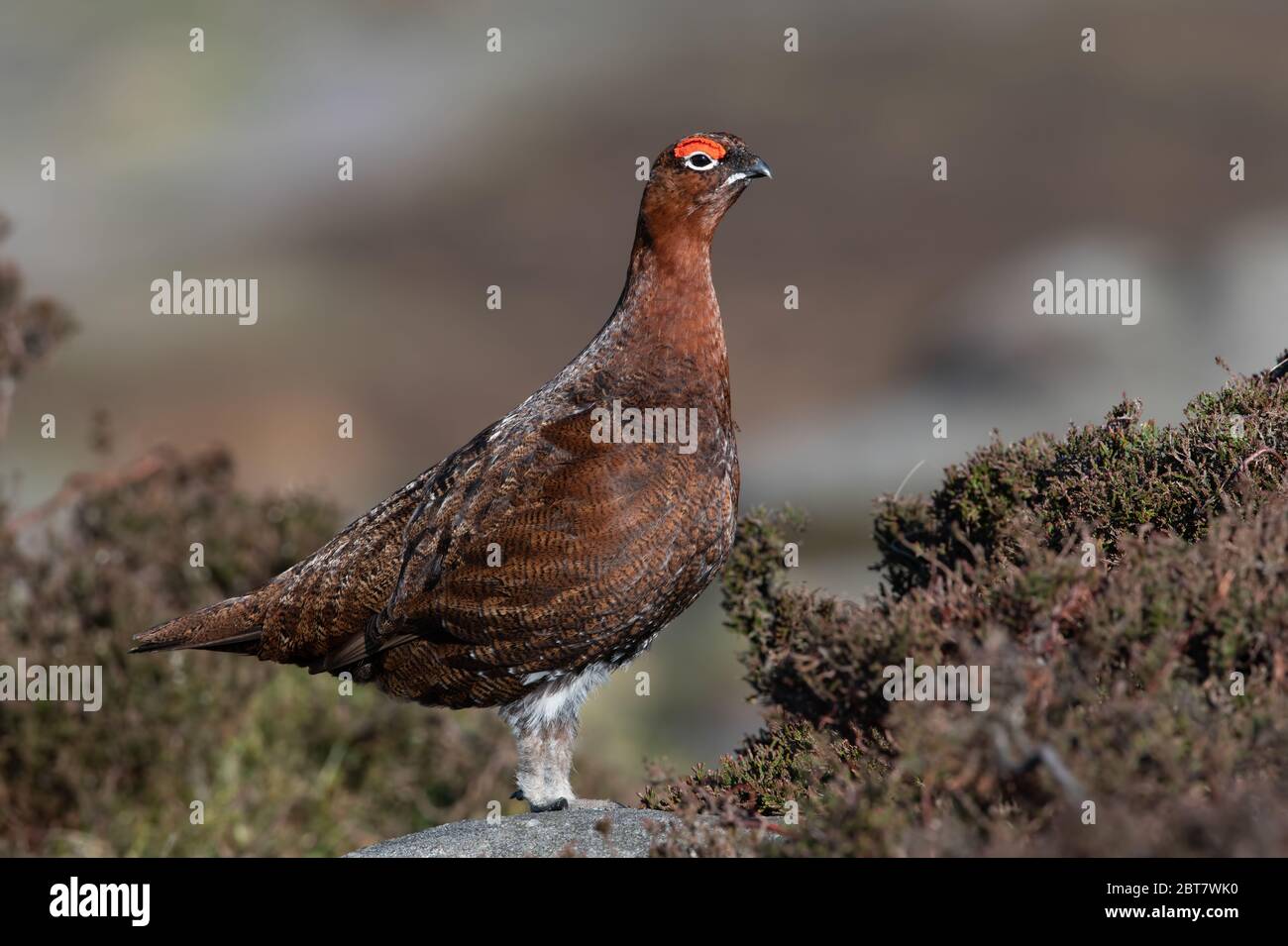 Red Grouse (Lagopus lagopus scootica) nella brughiera del Peak District Foto Stock