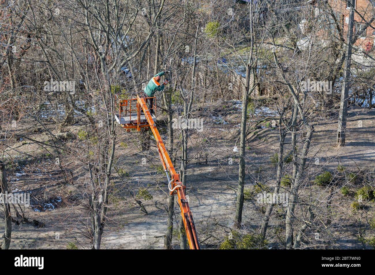 L'arrampicatore operaio non riconosciuto taglia i rami asciutti dalla motosega sulla cima dell'albero enorme. Vista dall'alto. Foto Stock