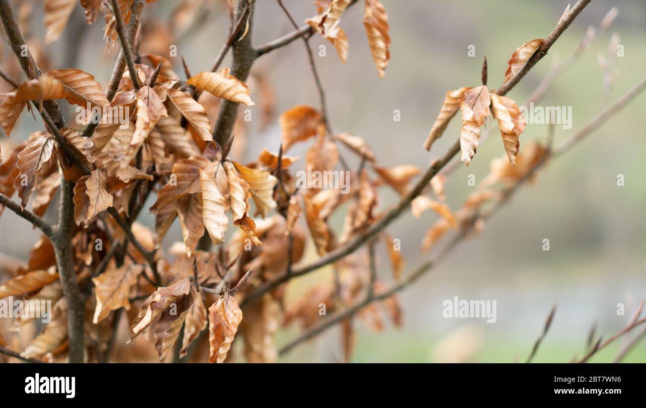 Foglie secche marroni appese su un albero su sfondo verde. Struttura o modello di foglie secche. Carta da parati primavera o autunno Foto Stock