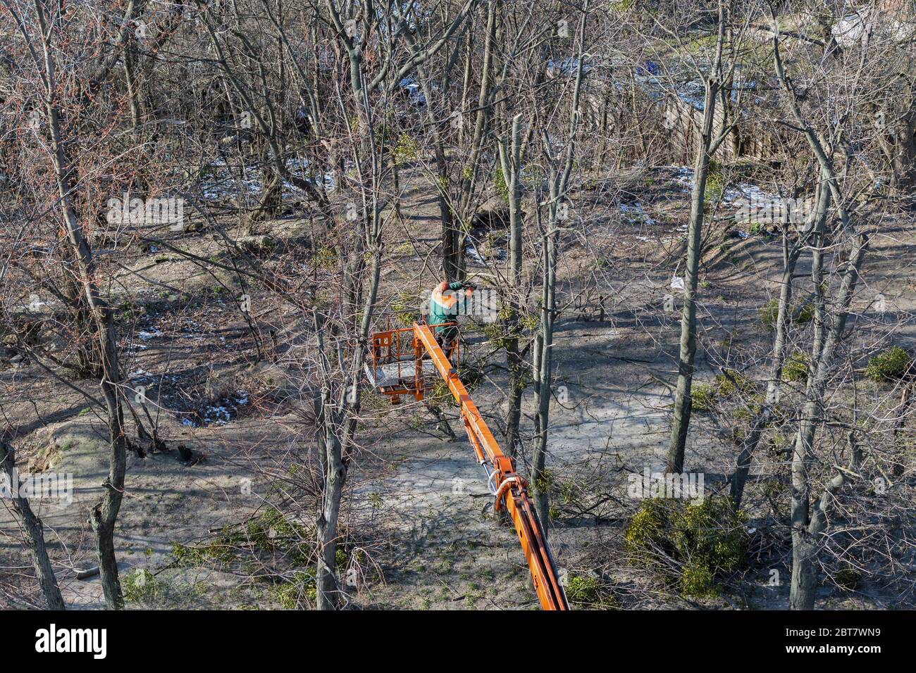 L'arrampicatore operaio non riconosciuto taglia i rami asciutti dalla motosega sulla cima dell'albero enorme. Vista dall'alto. Foto Stock