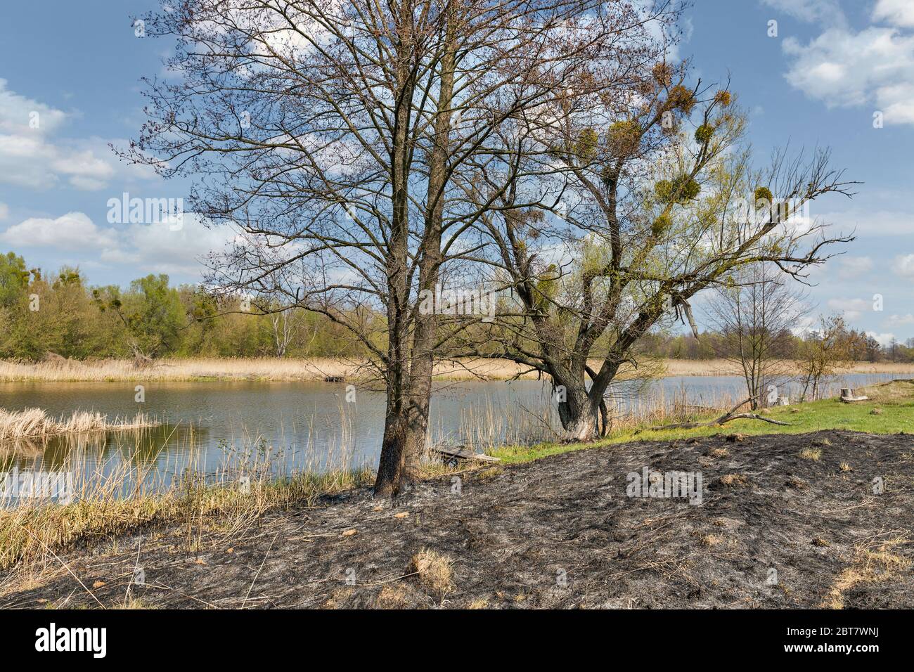 Erba bruciata dalla riva del fiume Ros in primavera, Ucraina Foto Stock