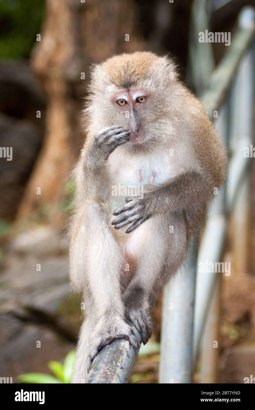 Una scimmia singola in un'isola malese Foto Stock