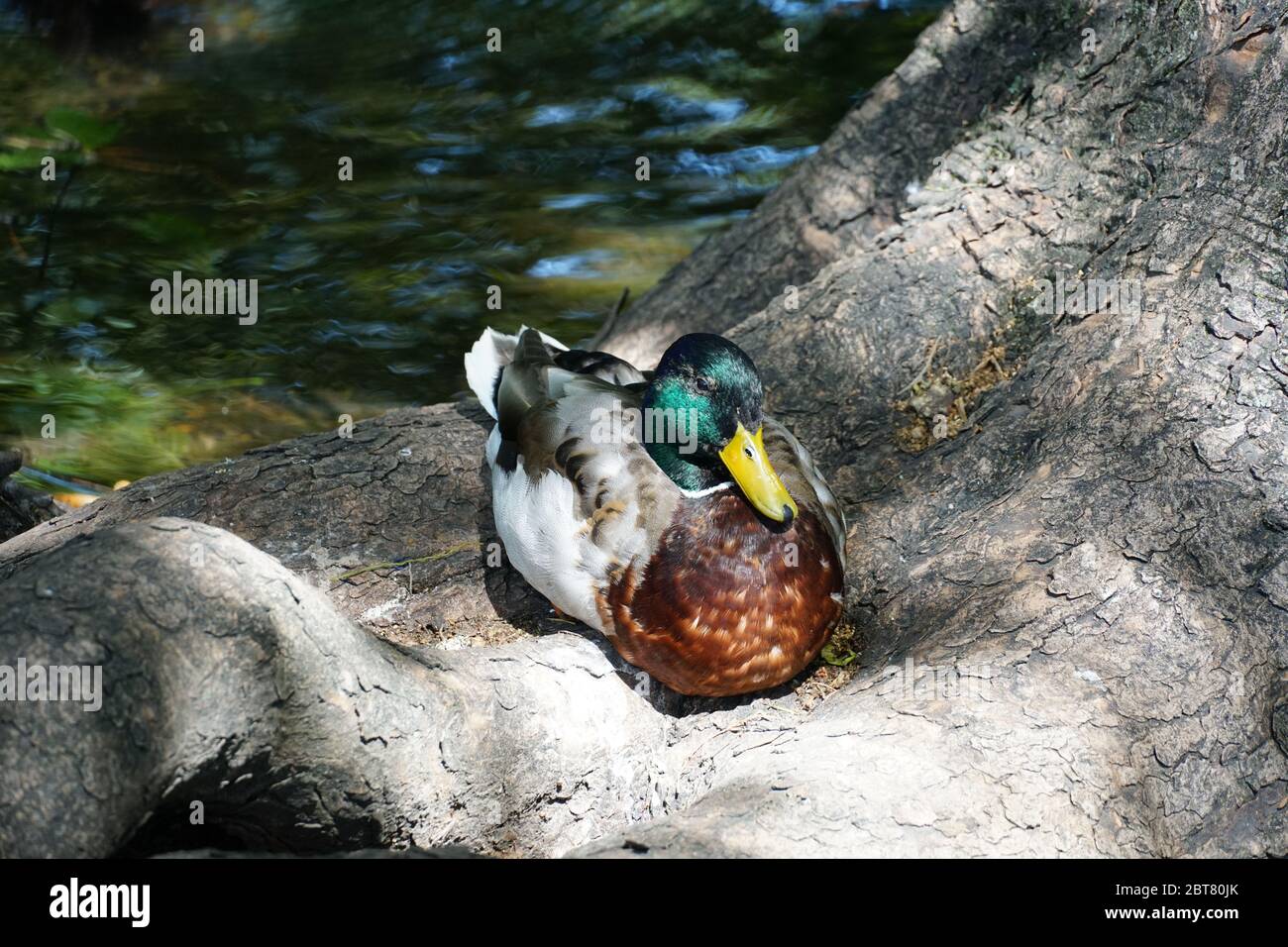 Bella riposo colorato foto anatra maschile. Zoom avanti, fotografia ravvicinata con la mano. Foto Stock