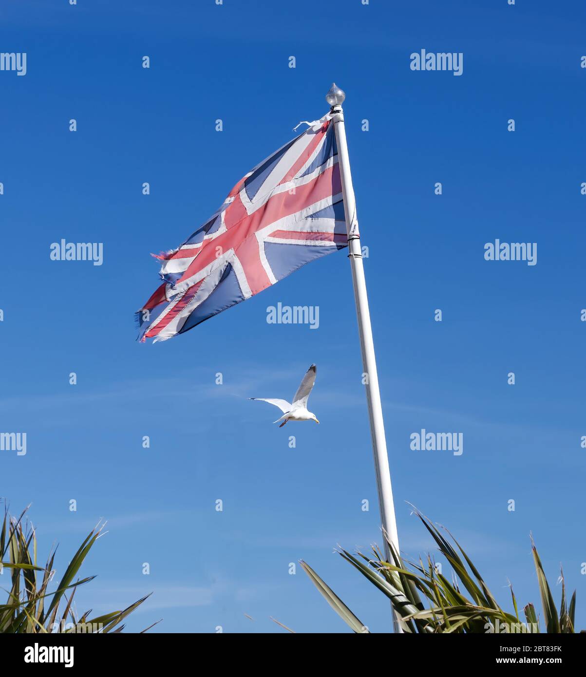 Iconica bandiera britannica con un gabbiano sullo sfondo, foto icona britannica o inglese Foto Stock
