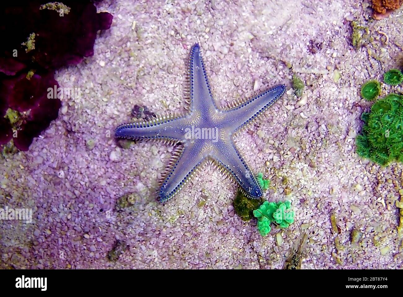 Sabbia del Mar Mediterraneo Starfish - Astropecten spinulosus Foto Stock