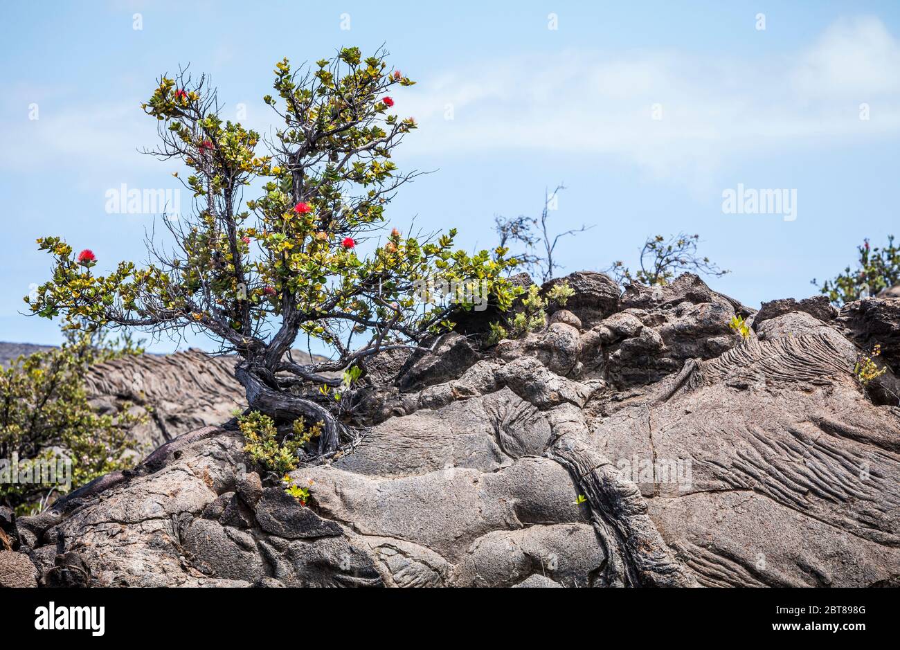 Dettagli di vecchi flussi lavici ascendenti e fessurati nel tempo con un albero Ohi che cresce in cima ad esso, Hawaii Vulcanoes National Park, Hawaii, USA. Foto Stock