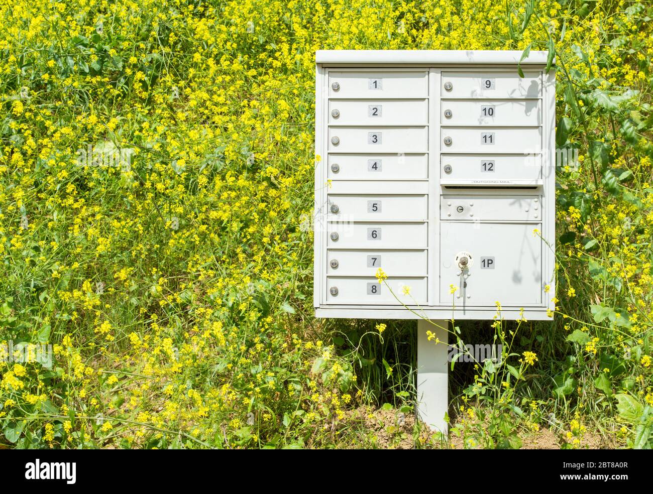 una banca di 12 caselle postali in metallo su una collina coperta di fiori selvatici giallo brillante in una giornata di sole con spazio per la copia Foto Stock