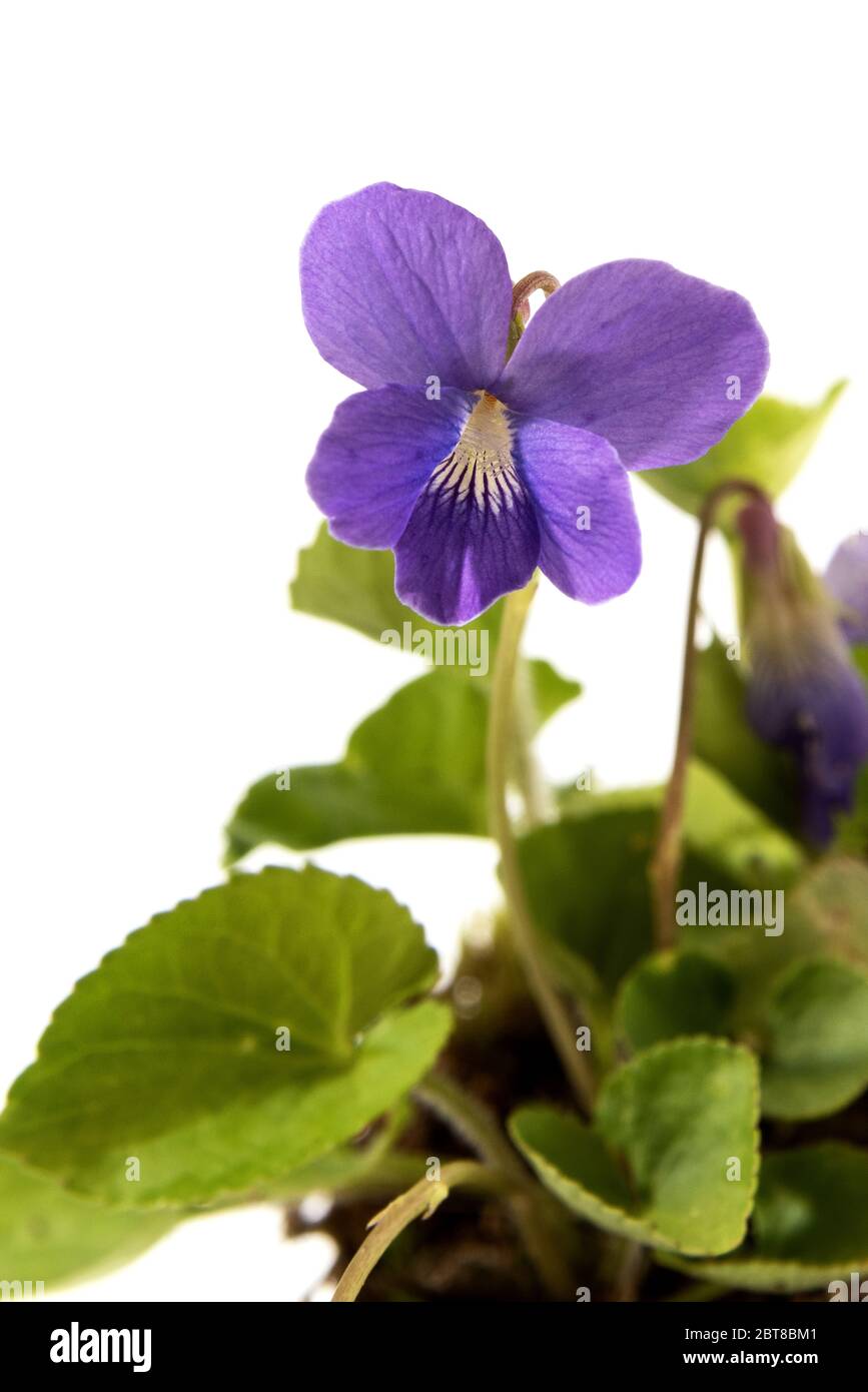 Foto botanica del viola blu comune che mostra l'intera pianta - radici, foglie e fiori. Foto Stock