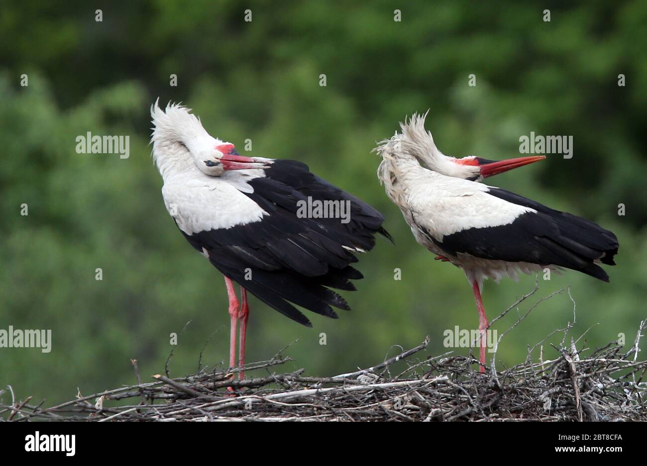 Ankara, Turchia. 23 maggio 2020. Due cicogne sono viste in un nido nel distretto di Kizilcasamam di Ankara, Turchia, il 23 maggio 2020. Ogni anno, le cicogne migrano in Turchia per un periodo di incubazione, mentre il tempo qui si scalda in primavera. Credit: Mustafa Kaya/Xinhua/Alamy Live News Foto Stock