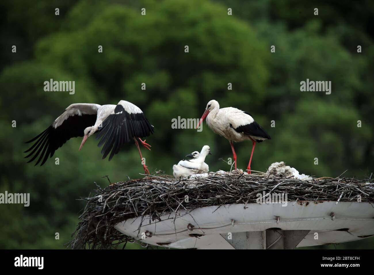 Ankara, Turchia. 23 maggio 2020. Le cicogne nutrono i loro nestlingi in un nido nel distretto di Kizilcasamam ad Ankara, Turchia, il 23 maggio 2020. Ogni anno, le cicogne migrano in Turchia per un periodo di incubazione, mentre il tempo qui si scalda in primavera. Credit: Mustafa Kaya/Xinhua/Alamy Live News Foto Stock