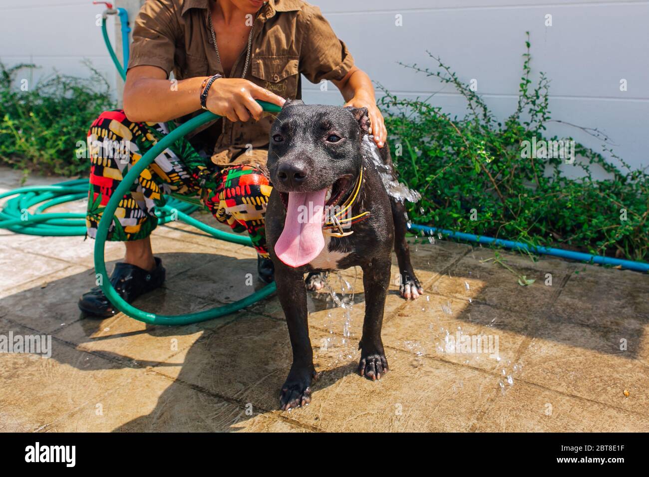 Felice sorridente giovane nero Pitbull cane lavaggio sotto il getto d'acqua con palla da tennis verde Foto Stock