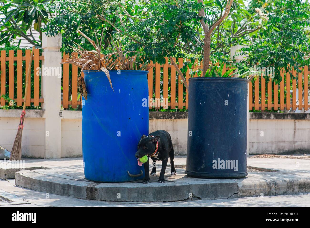 Felice sorridente giovane cane nero Pitbull giocare con palla da tennis verde tra due bidoni blu spazzatura Foto Stock
