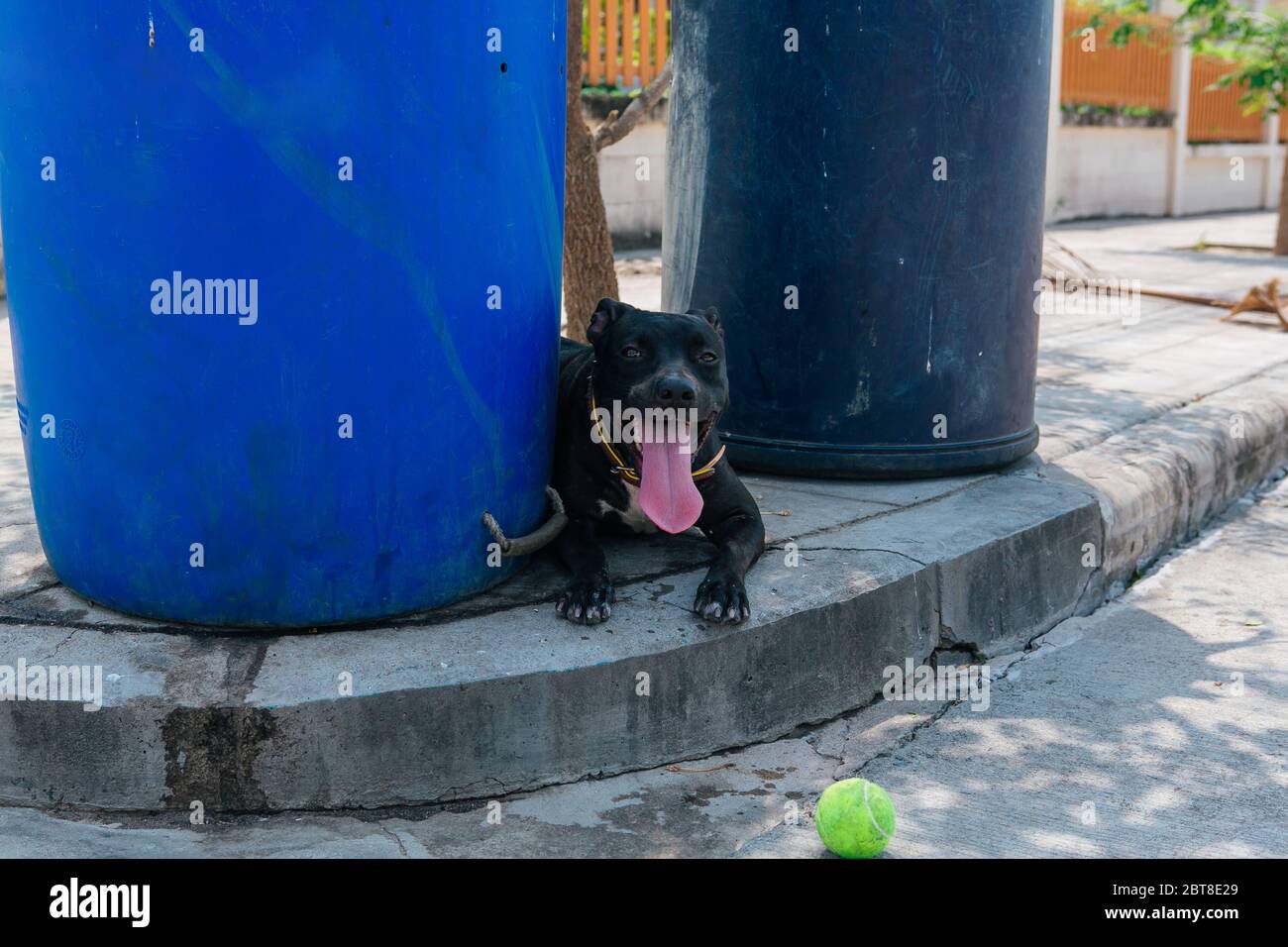 Felice sorridente giovane cane nero Pitbull giocare con palla da tennis verde tra due bidoni blu spazzatura Foto Stock