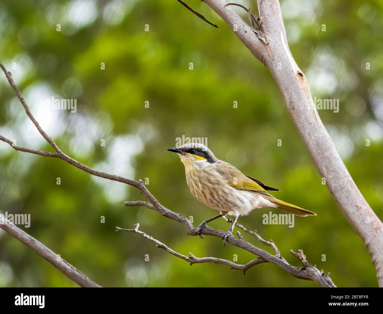Il gavicalis virescens è un honeyater di medie dimensioni con un dorso marrone-oliva e parti inferiori grigio chiaro. Foto Stock