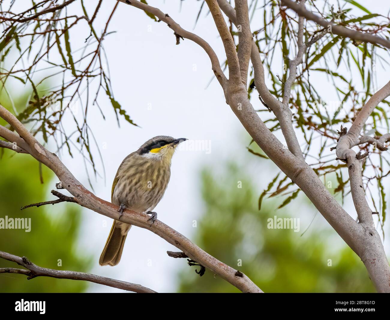 Il gavicalis virescens è un honeyater di medie dimensioni con un dorso marrone-oliva e parti inferiori grigio chiaro. Foto Stock