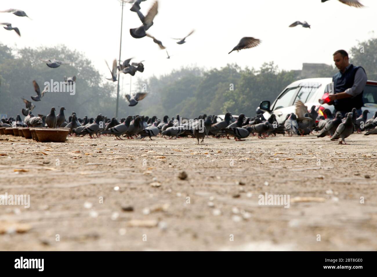 Pegions nella via della città, pegioni o colombe abitate la via della città, le gironi è il simbolo della pace, (Copyright © Saji Maramon) Foto Stock
