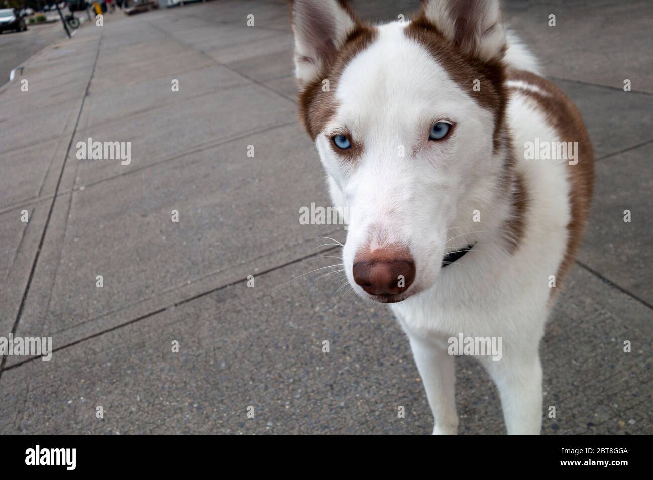 Marrone e bianco Husky in piedi su strada di uraban Foto Stock