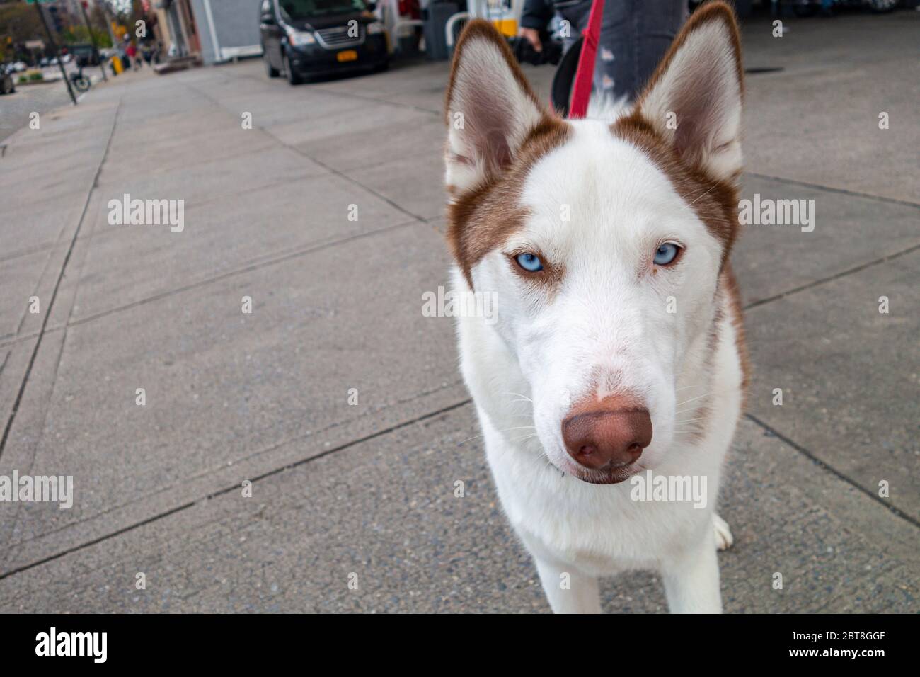 Marrone e bianco Husky in piedi su strada di uraban Foto Stock