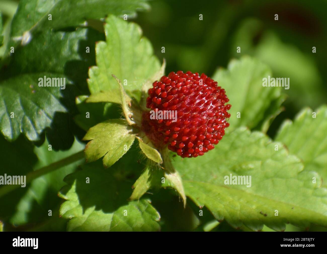 Il rosso rotondo, frutto di Duchesnea indica, la fragola mock, coperta di piccoli aceni. Foto Stock