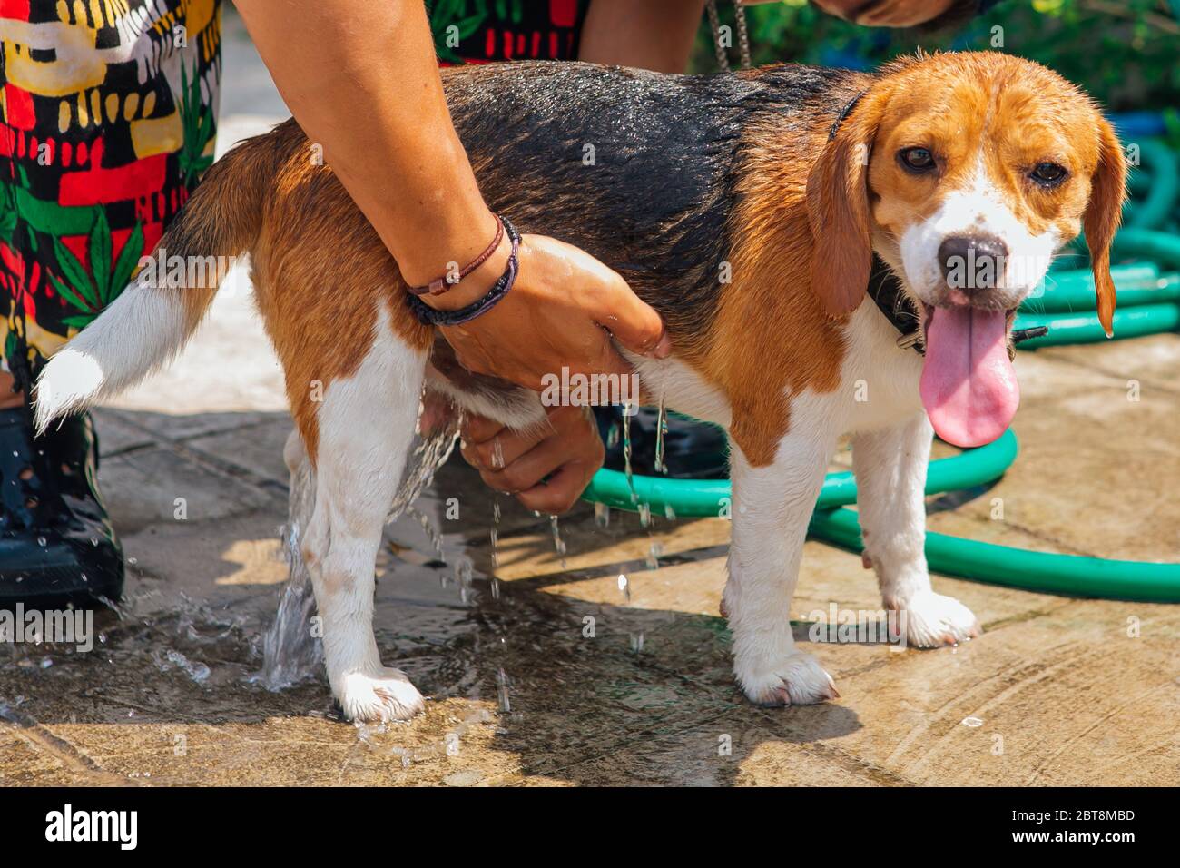 Felice sorridente giovane cane beagle lavaggio sotto getto d'acqua Foto Stock