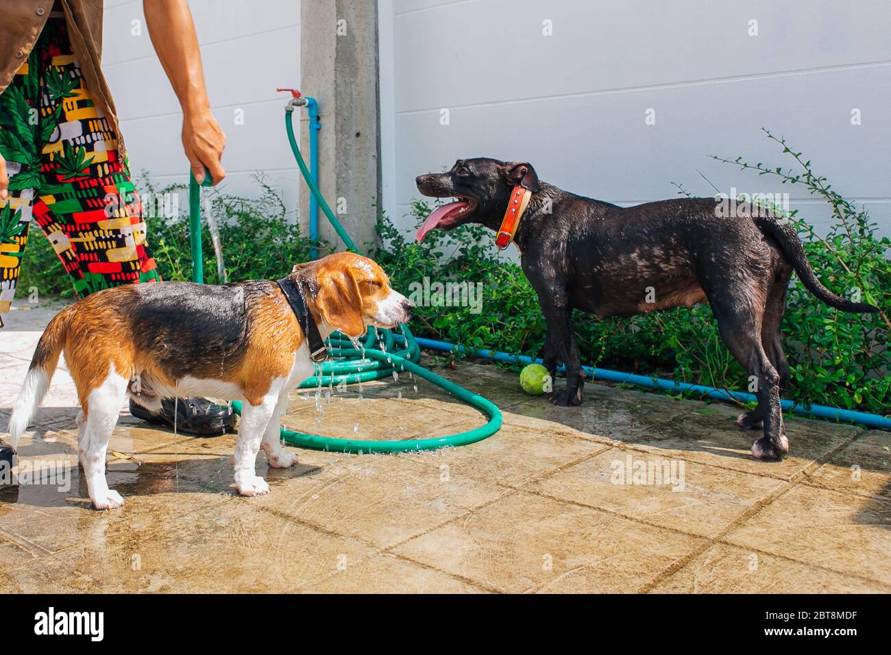 Felice sorridente giovane cane beagle e pit bull cane lavaggio sotto getto d'acqua Foto Stock