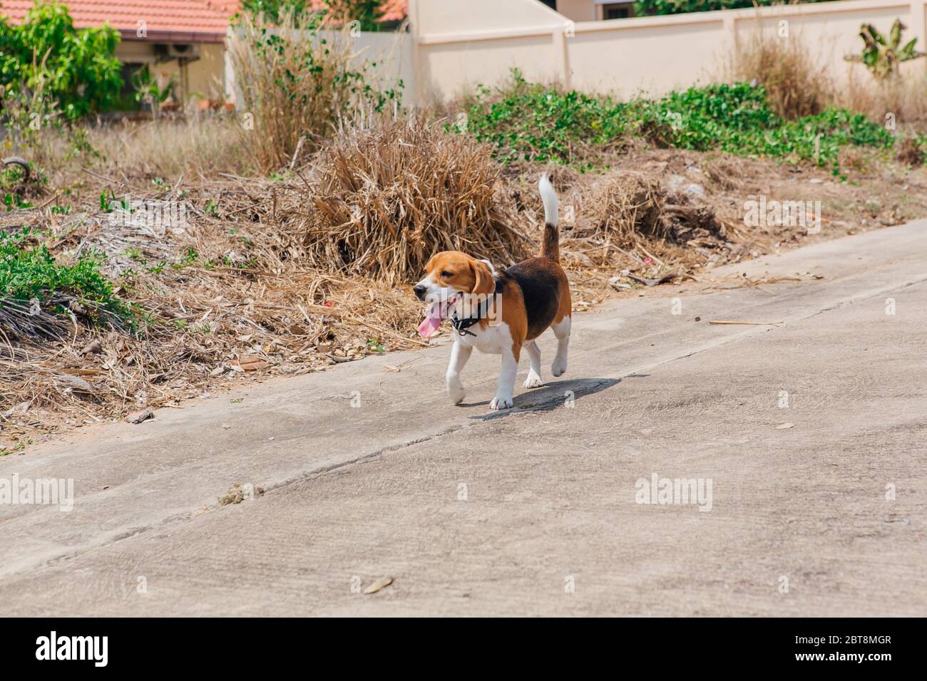 Felice sorridente giovane cane beagle che cammina per strada Foto Stock