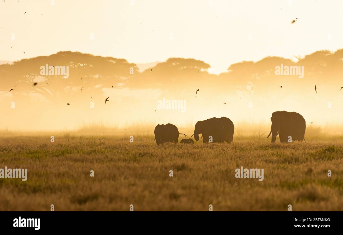 Gruppo di elefanti africani alla luce del mattino. L'Africa ospita molte delle più famose fauna del mondo nella cultura umana, come leoni‚ rinos‚ cheetahs. Foto Stock
