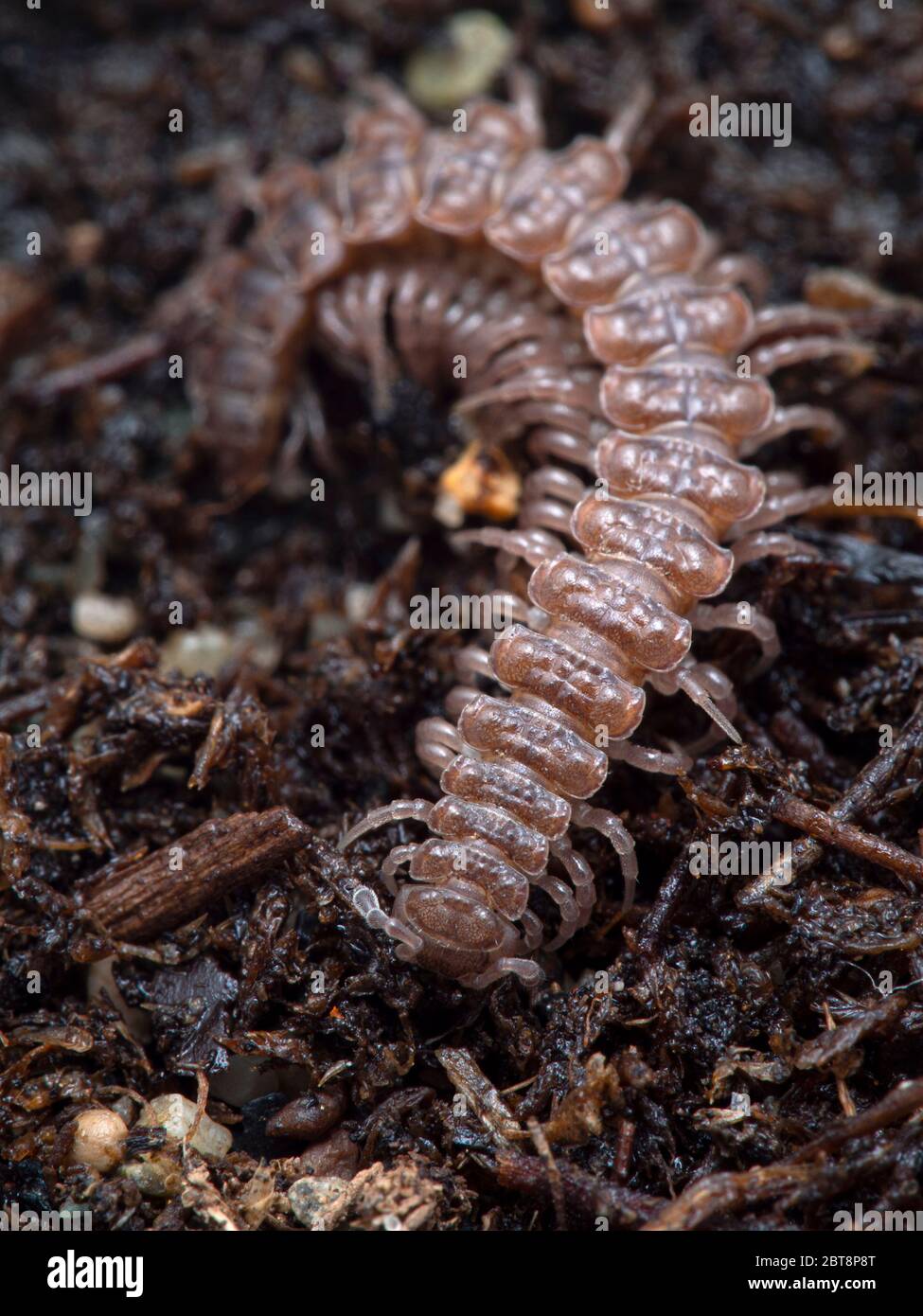 Piccolo, ornato, piatto-backed Milypode (specie di Polydesmus) su pavimento di foresta. Verticale. Delta, British Columbia, Canada Foto Stock