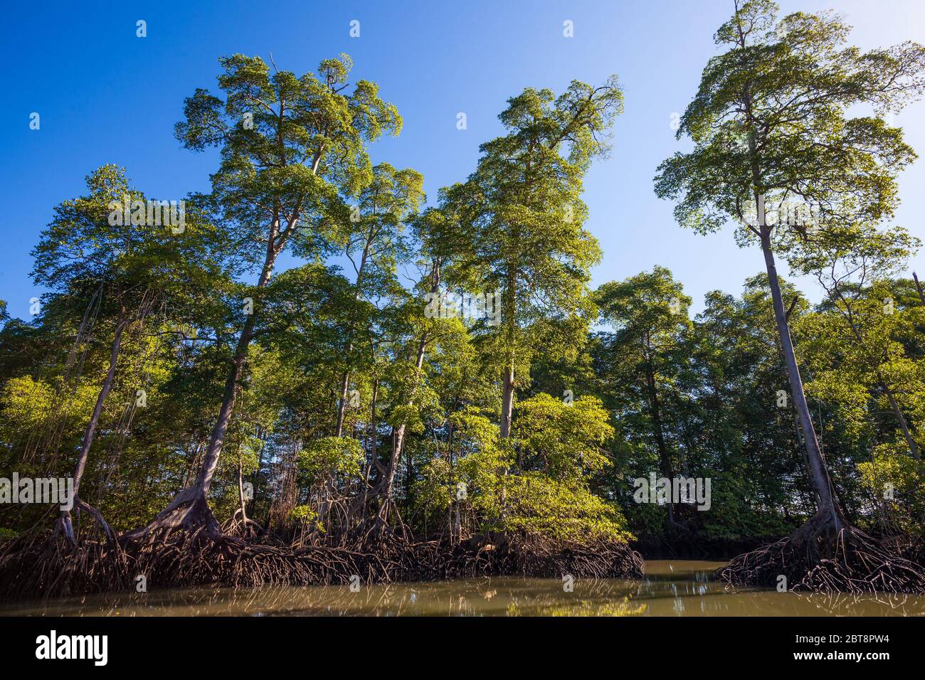 Panama paesaggio con bella foresta di mangrovie nel Golfo di Montijo, costa del Pacifico, provincia di Veraguas, Repubblica di Panama. Foto Stock