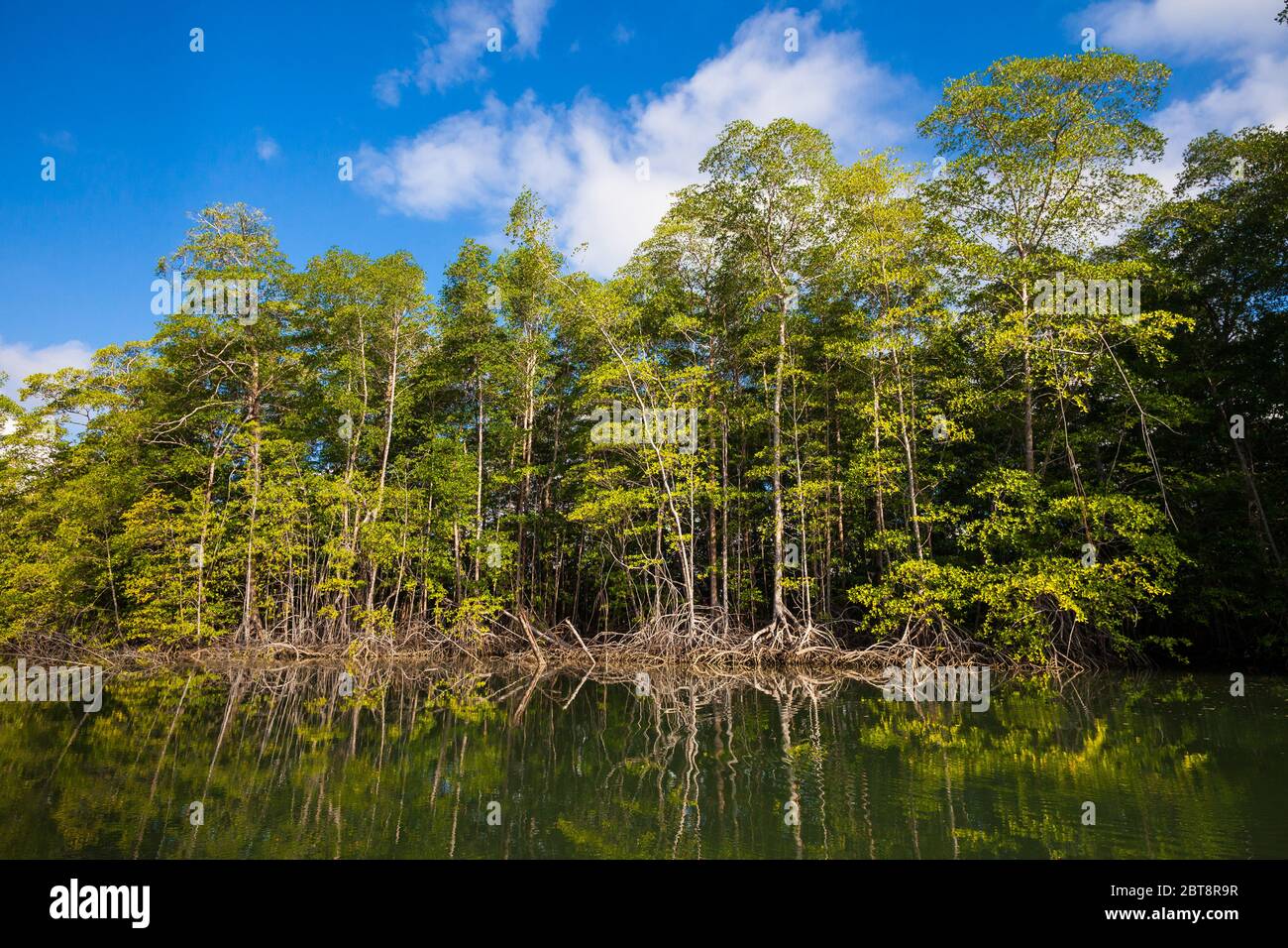 Paesaggio di Panama con foresta di mangrovie al parco nazionale dell'isola di Coiba, costa del Pacifico, provincia di Veraguas, Repubblica di Panama. Foto Stock