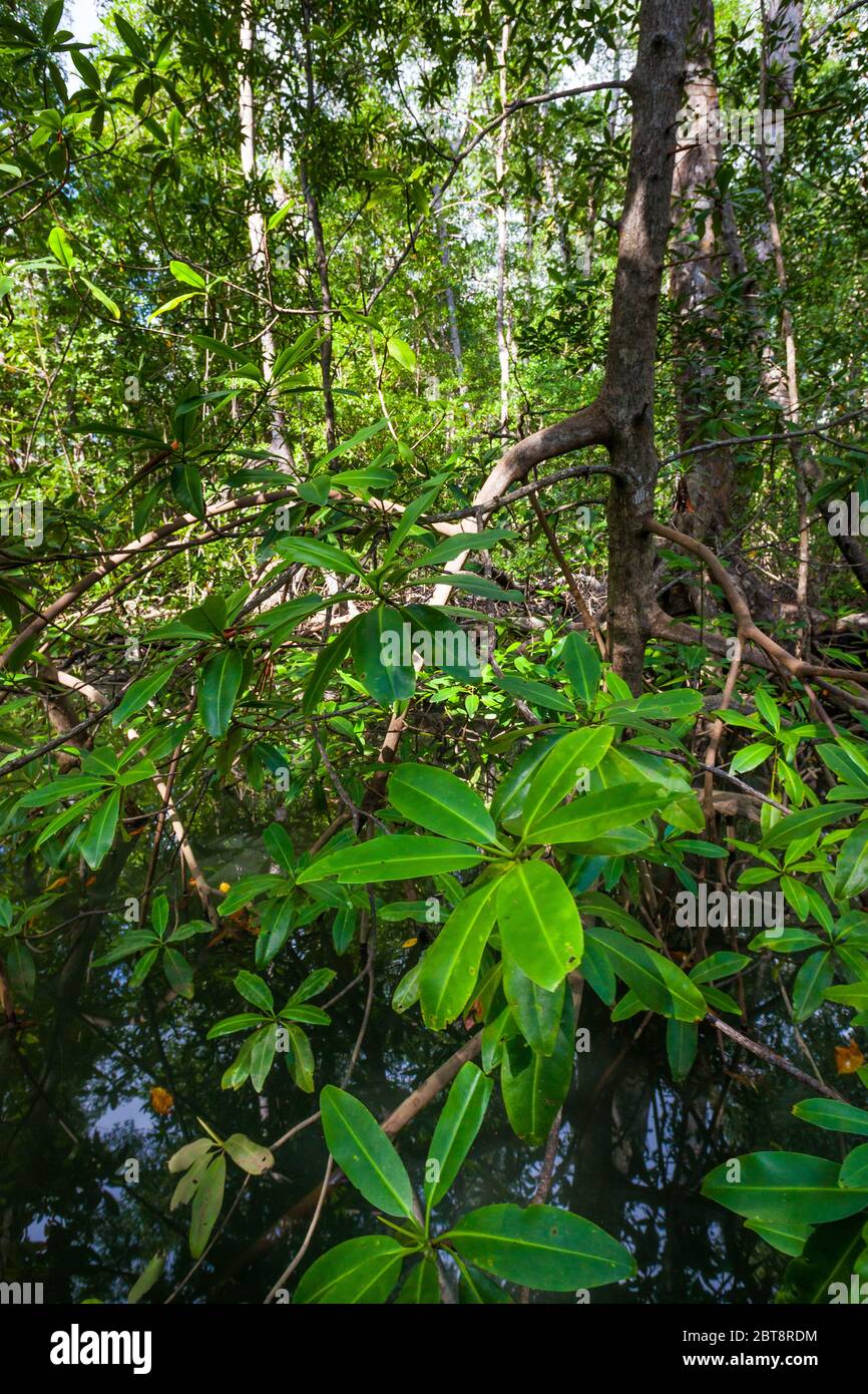 Mangrovie foresta al parco nazionale dell'isola di Coiba, costa del Pacifico, provincia di Veraguas, Repubblica di Panama. Foto Stock