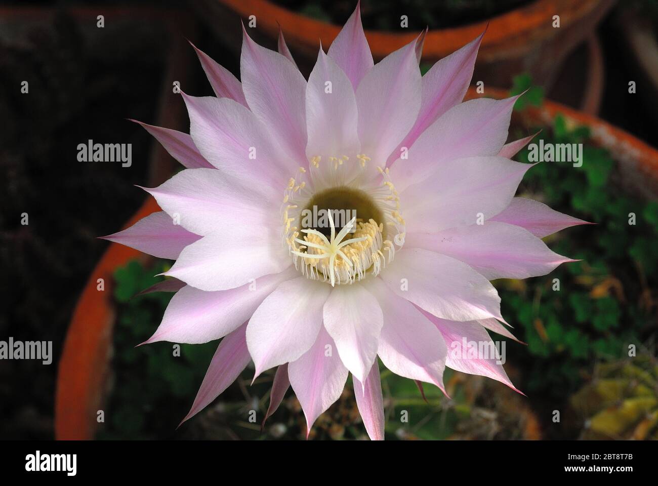 L'echinopsis oxygona è originaria del Brasile del Sud. Le sue caratteristiche includono: Forma sferica, e un grande fiore, con la lavanda appuntita o petali bianchi Foto Stock
