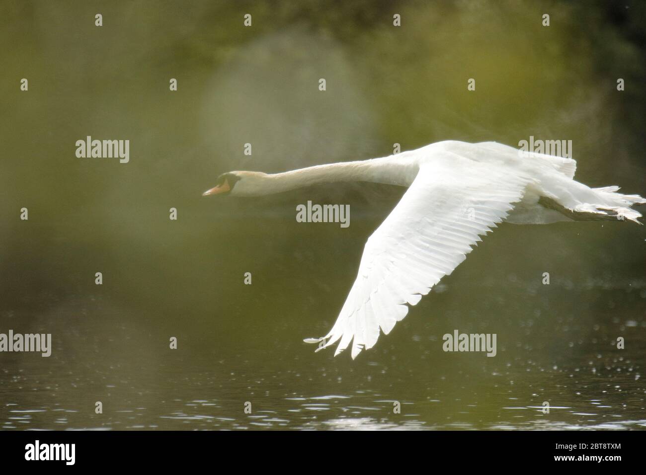 Cigno reale Foto Stock