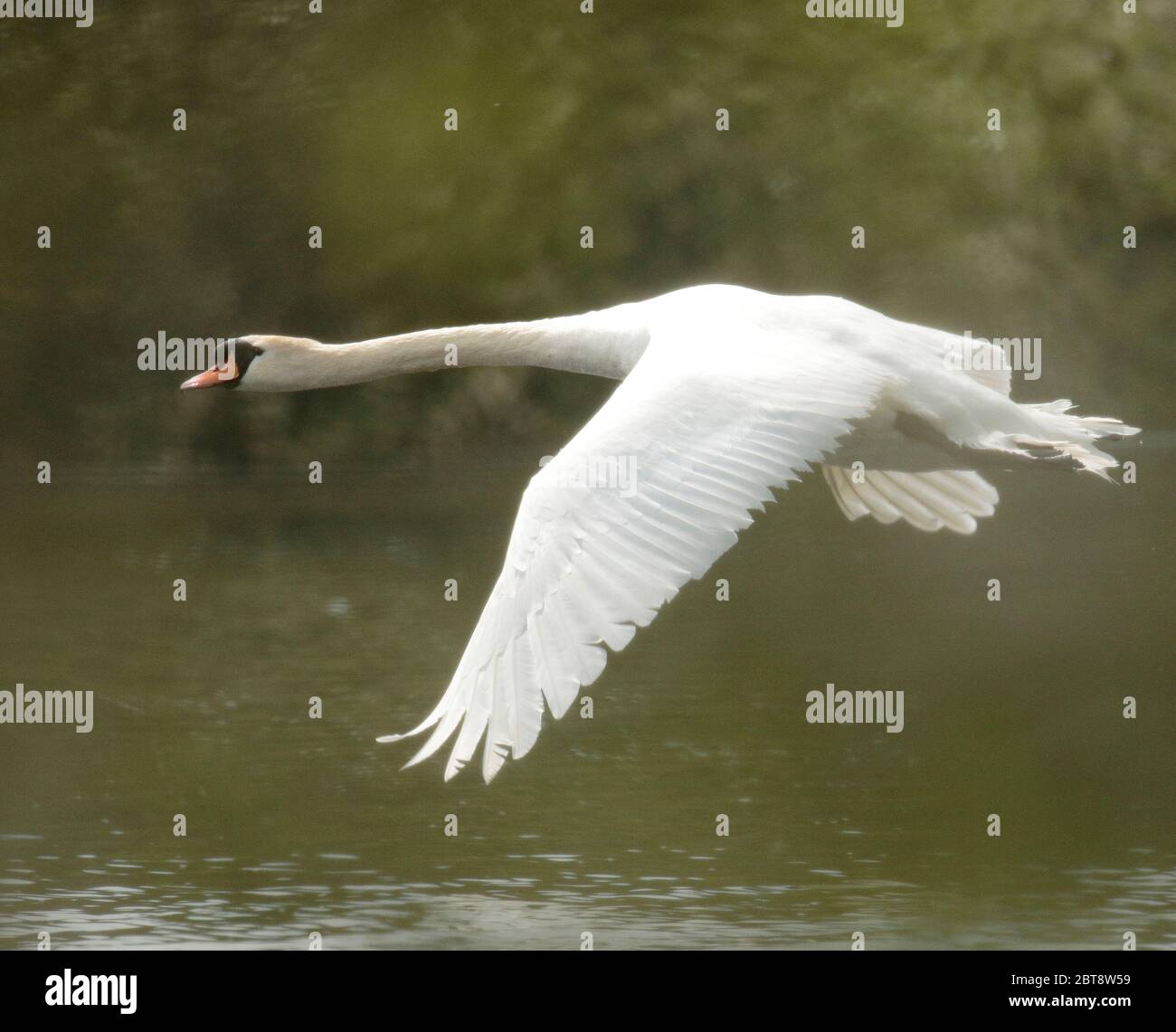 Cigno reale Foto Stock
